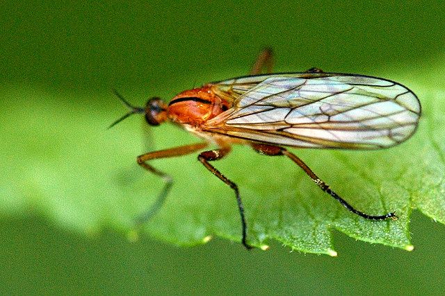 File:Empis.stercorea.jpg