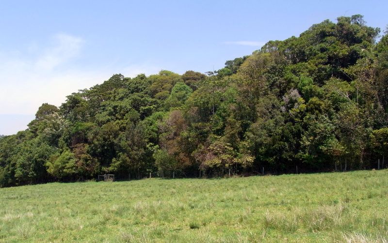 File:Hayters Hill Rainforest.JPG