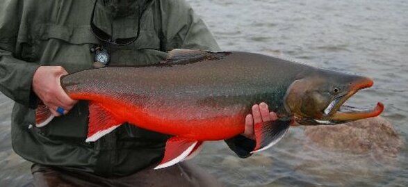 File:Large male arctic char (cropped).jpg