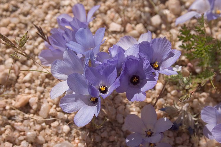 File:Linanthus parryae.jpg