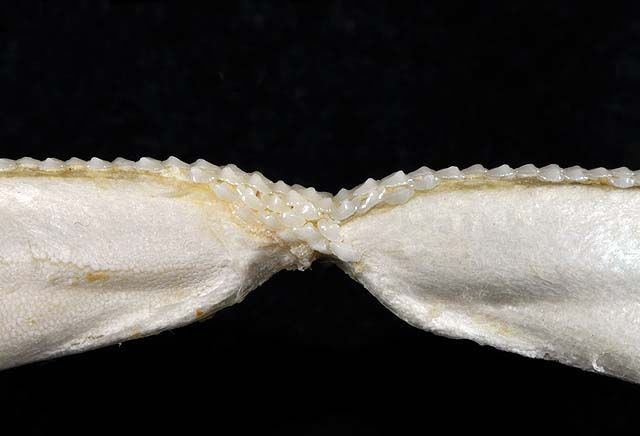 File:Mustelus henlei lower teeth.jpg