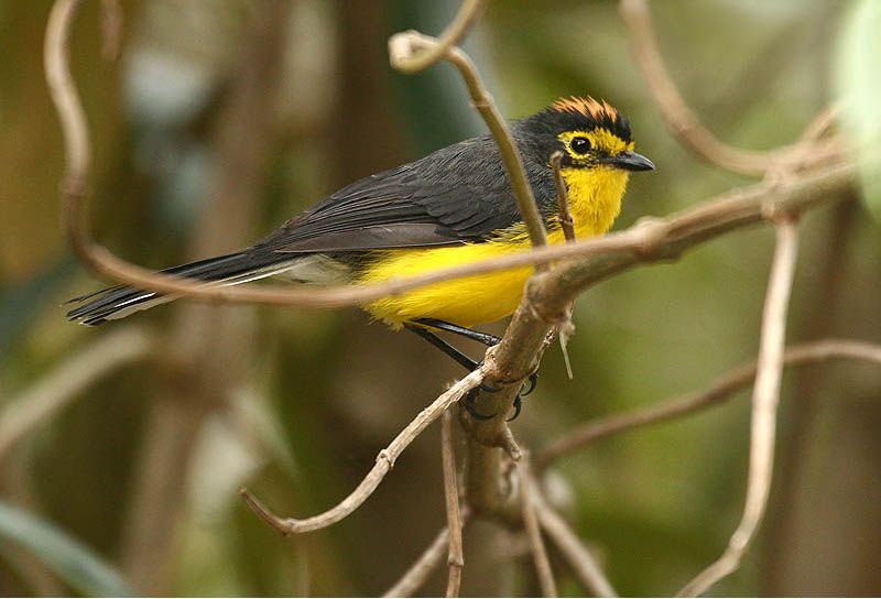 File:Myioborus melanocephalus -Ecuador-8.jpg