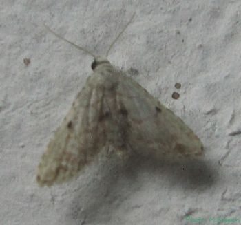 File:Noctuidae-Acontiinae-Araeopteron papaziani 001.JPG