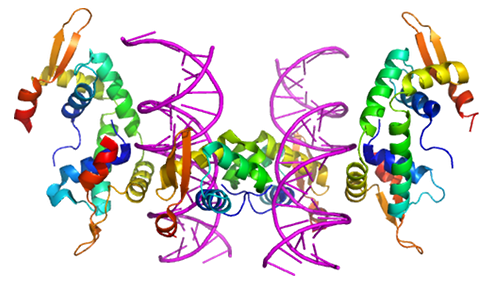 File:PBB Protein FOXP2 image 2.png