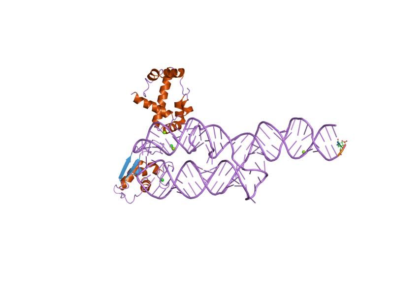 File:PDB 1mfq EBI.jpg