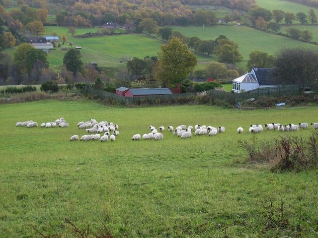 File:Sheep at Ardendrain.jpg