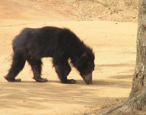 File:Sloth bear.jpg