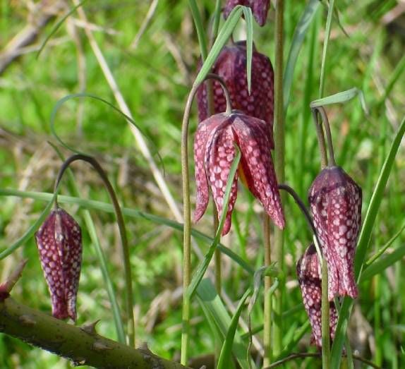 File:Snake's head fritillaria.jpg