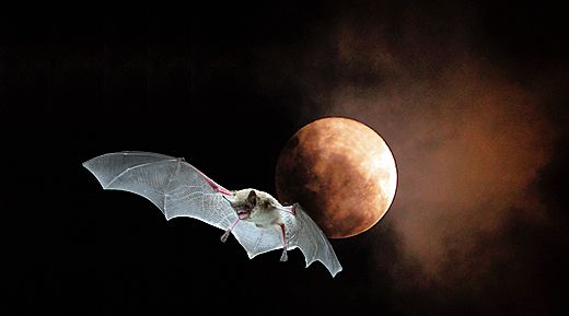 File:USFWS bat moon.jpg