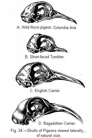 File:Vartn10h fig24.jpg