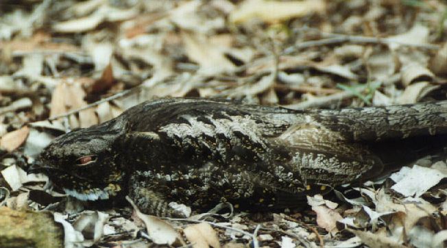 File:White-throated nightjar kobble.jpg