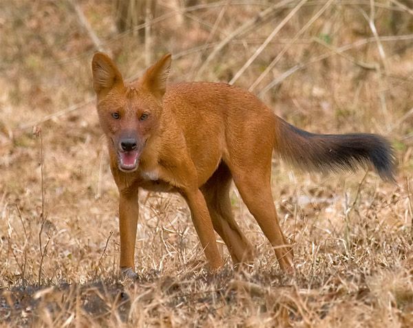 File:2010-kabini-dhole.jpg