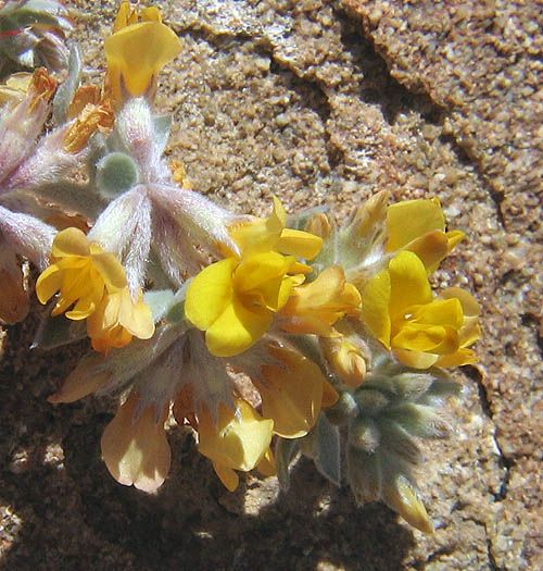 File:Acmispon argophyllus var. argophyllus 002.jpg