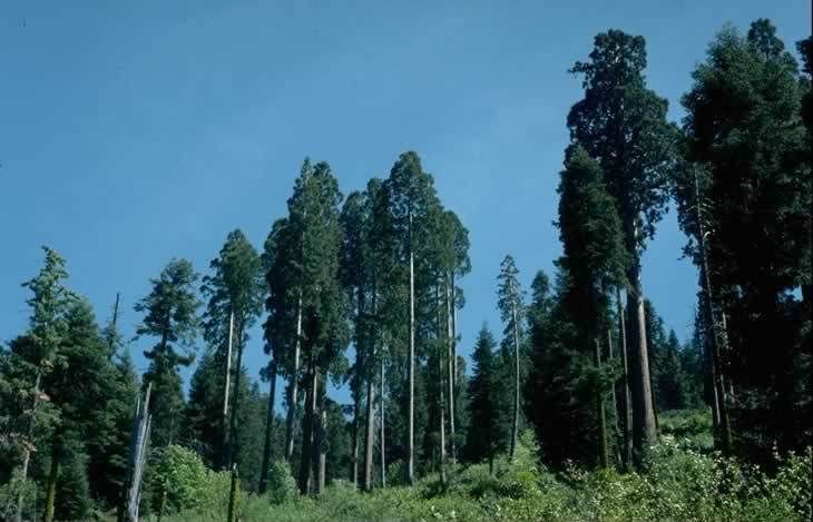 File:Alder creek CA giant Sequoias.jpg