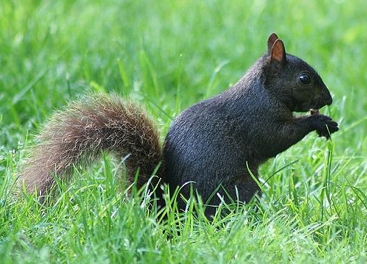 File:Blacksquirrelrev.jpg