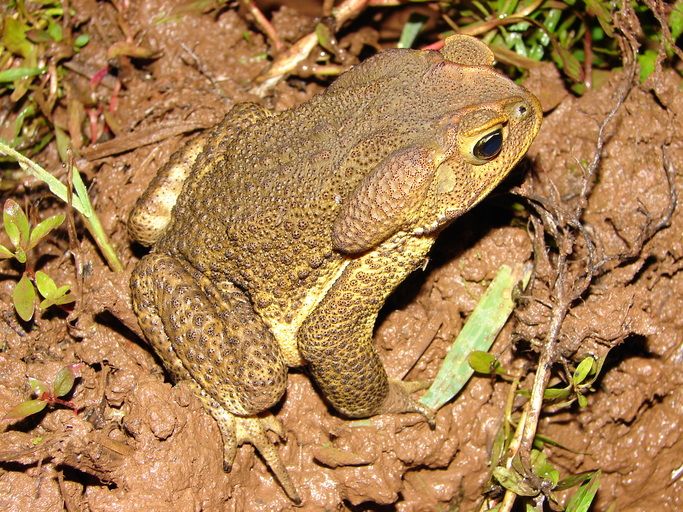 File:Bufo ictericus01a.jpg