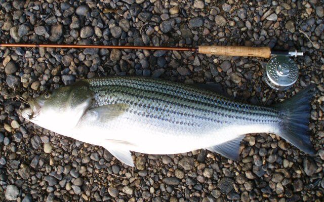 File:CoosaRiverStriper09062007.jpg