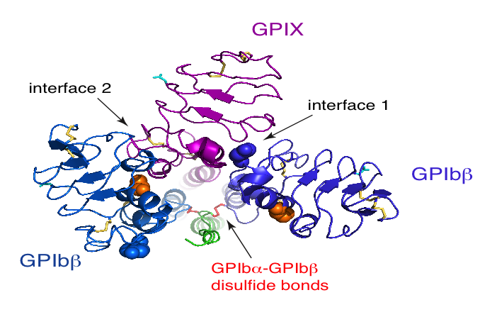 File:Disulfide bonds between GPIbα and GPIbβ.png