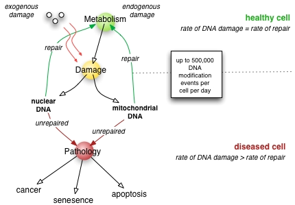 File:Dnarepair1.png