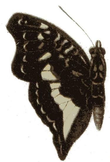 File:Euptera hirundo.JPG