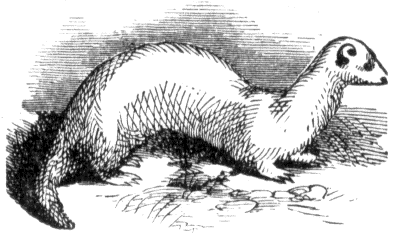 File:Ferret.png