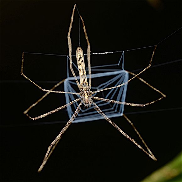 File:Flickr - ggallice - Net-casting spider.jpg