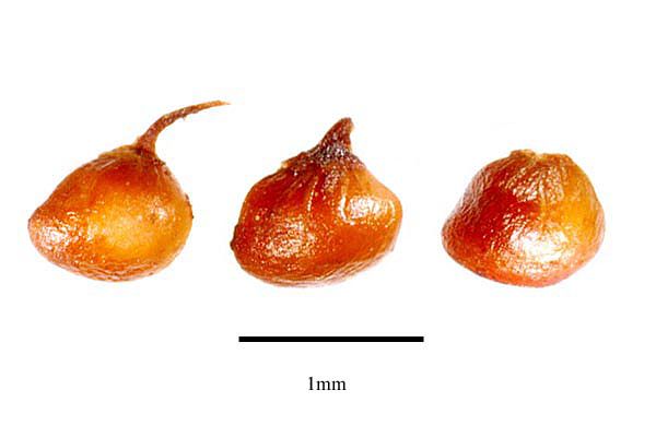 File:Fragaria vesca seeds USDA-ARS.jpg