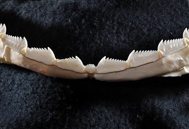 File:Hexanchus nakamurai lower teeth.jpg