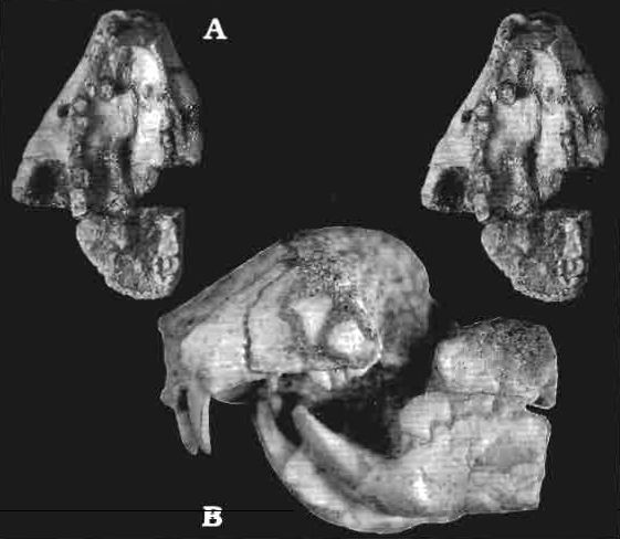 File:Kryptobaatar skull.jpg