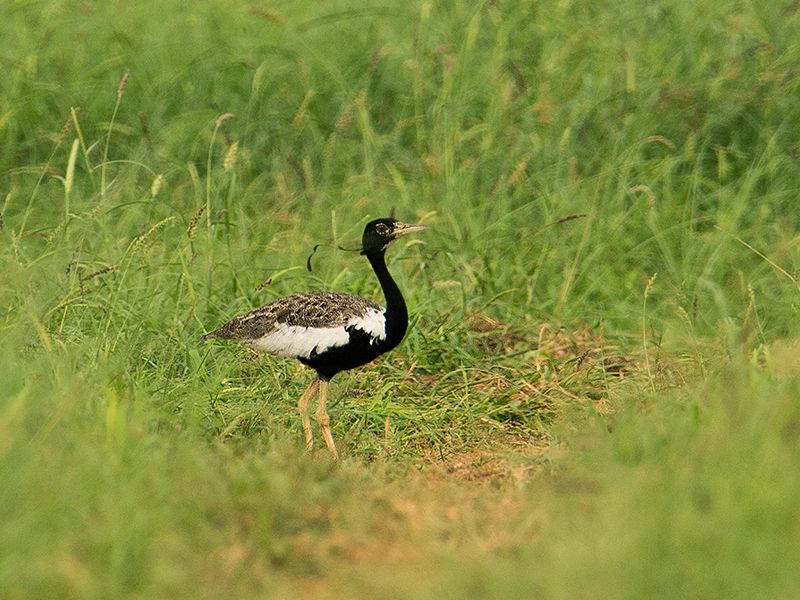 File:Male Lesser Florican (crop).jpg