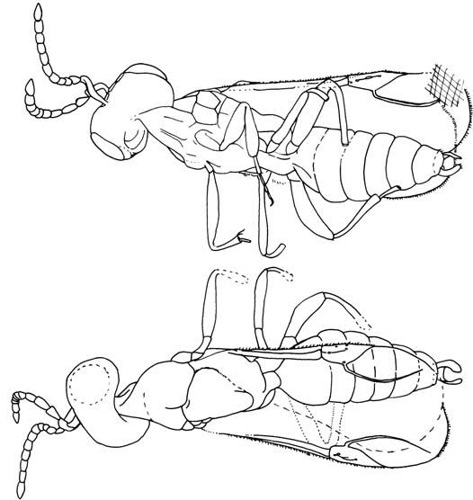 File:Microcostaphron.jpg