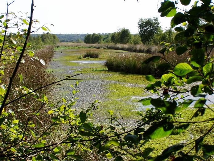 File:Naturschutzgebiet Koenigsmoor- Torfmoos in Feuchtgebiet.jpg