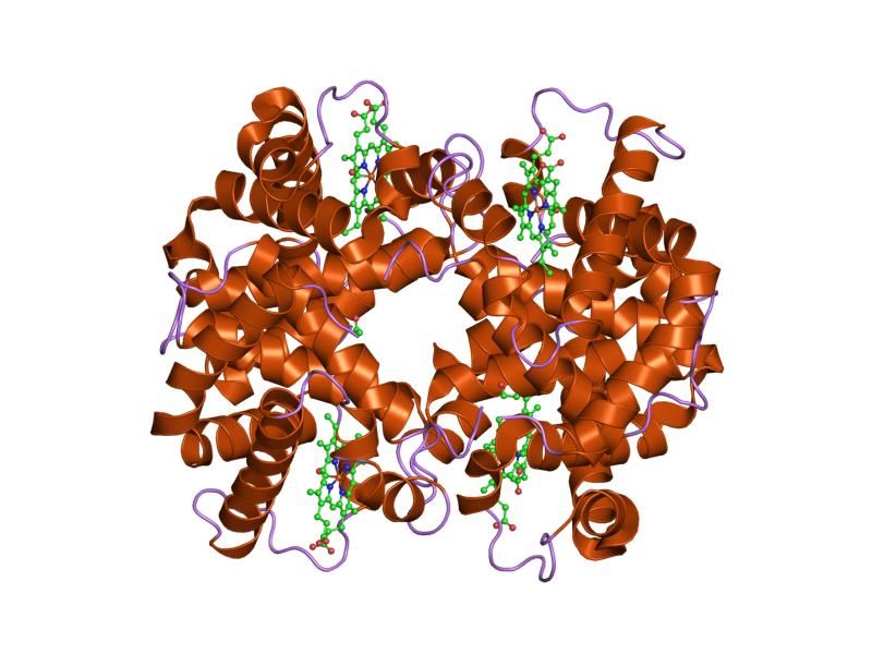 File:PDB 1jeb EBI.jpg