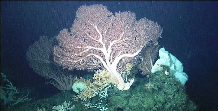 File:Paragorgia arborea, Davidson seamount.jpg