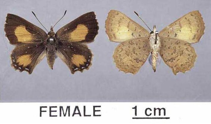 File:Paralucia aurifer female mounted.jpg