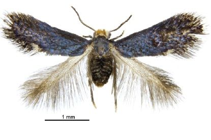 File:Pectinivalva acmenae female.jpg