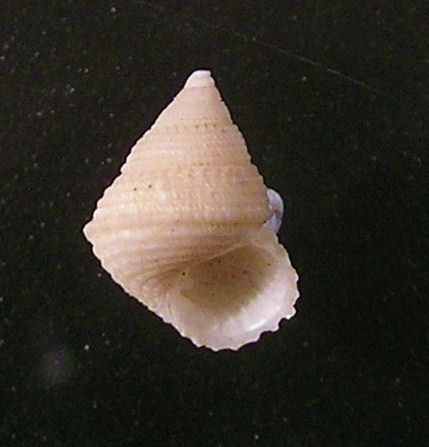 File:Perrinia concinna 003.jpg