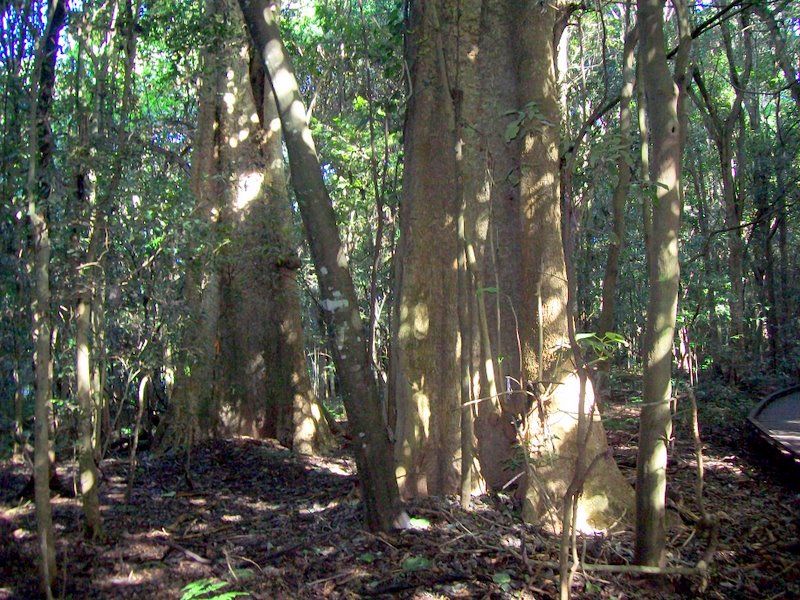 File:Stinging Trees Wingham Brush.jpg