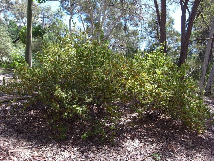 File:Thomasia solanacea habit.jpg