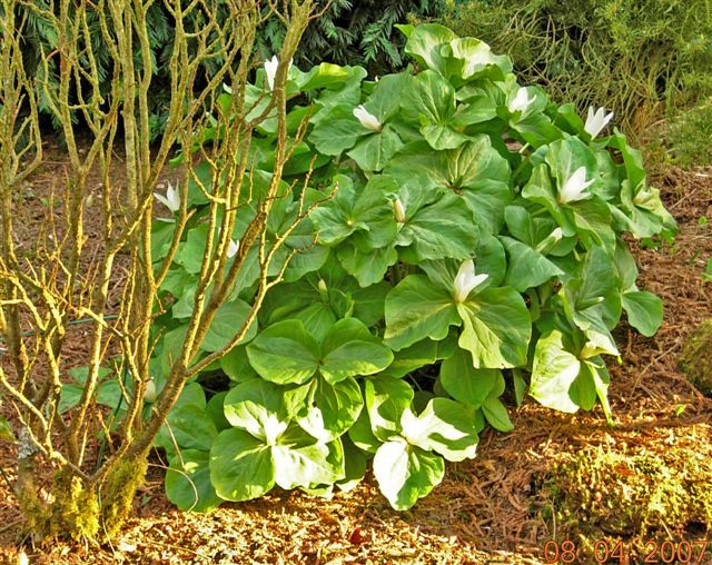 File:Trillium albidum.jpg