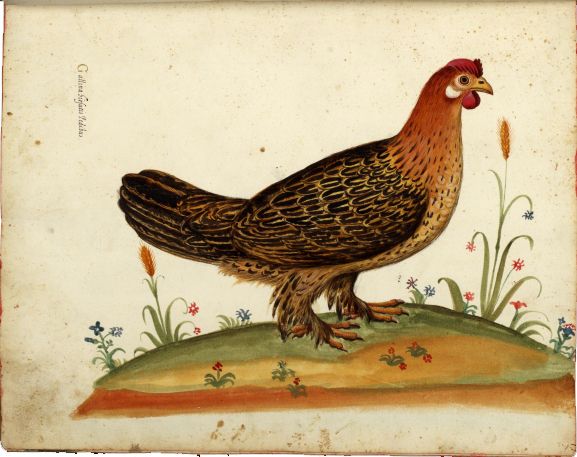 File:Ulisse Aldrovandi – Gallina hirsutis pedibus.jpg