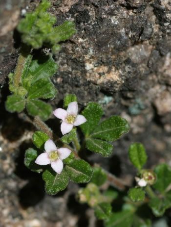 File:Zieria obcordata.jpg