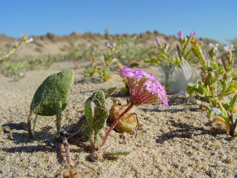 File:Abronia umbellata.jpg