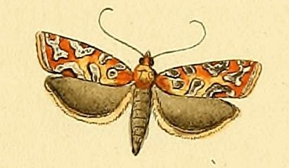 File:Aneuxanthis locupletana.jpg