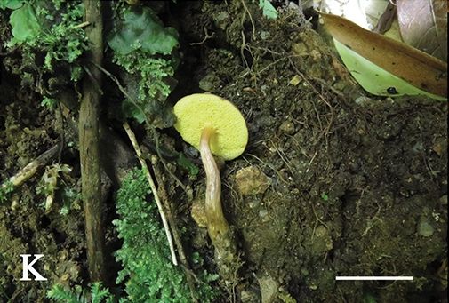 File:Aureoboletus (10.3897-mycokeys.61.47520) Figure 2K.jpg