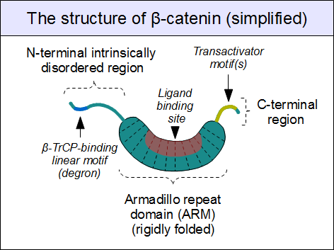 File:Beta-catenin-structure.png