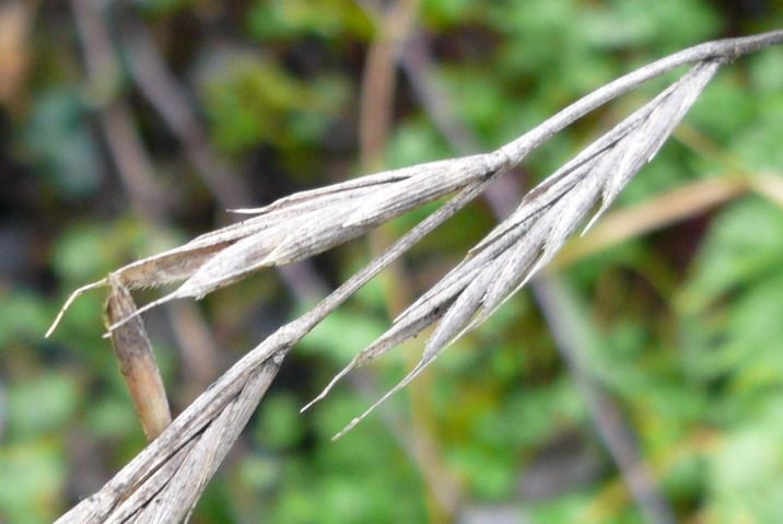 File:Brachypodium sylvaticum espiguetes seques.jpg