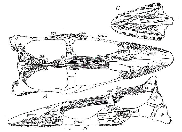 File:Brancasaurus.jpg