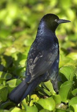 File:Btgrackle82.jpg