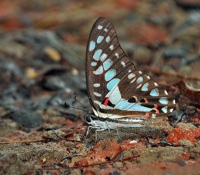 File:Common Blue Bottle I IMG 8906.jpg